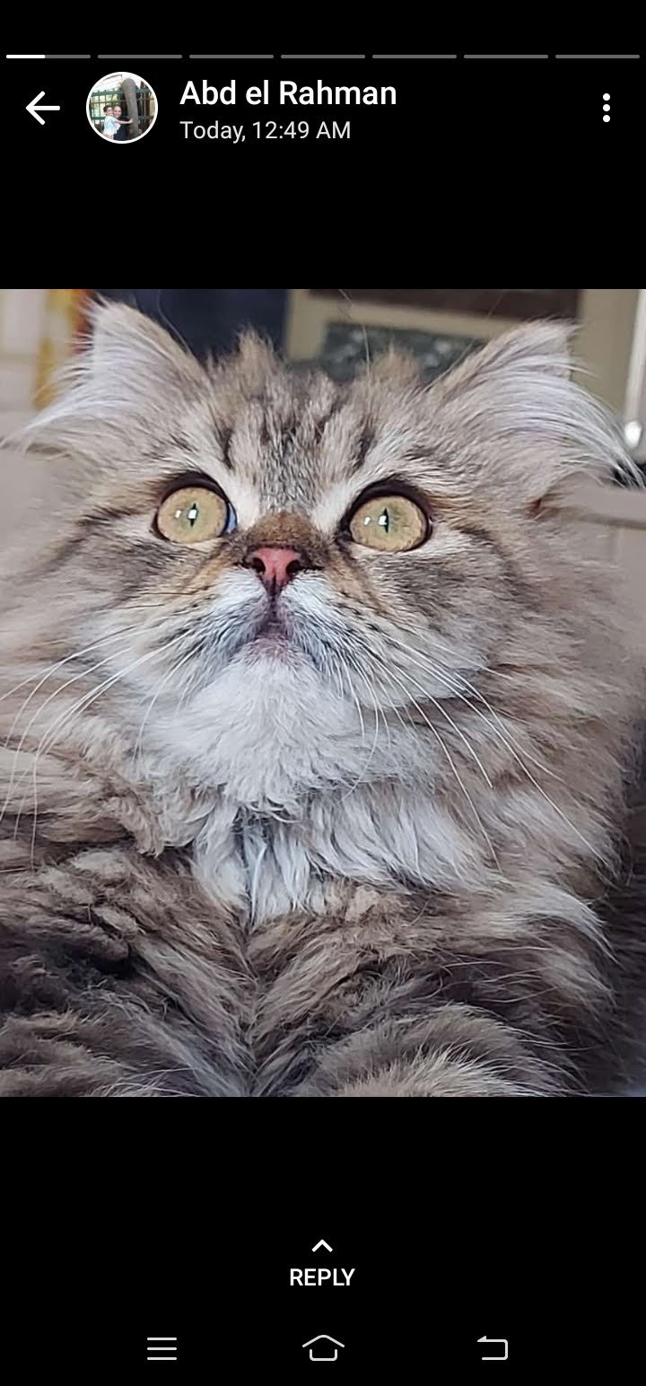 Ibrahim Abou El Dahab